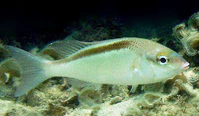 Blackstreak Bream