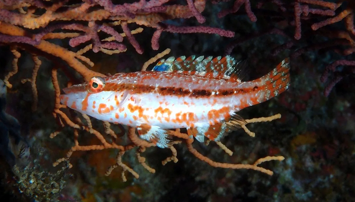 Blackstripe Wrasse