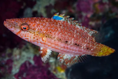 Blackstripe Wrasse