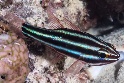 Blackstriped Cardinalfish