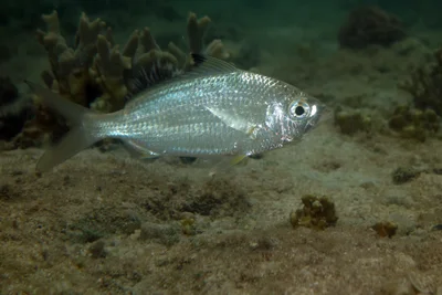 Blacktip Mojarra