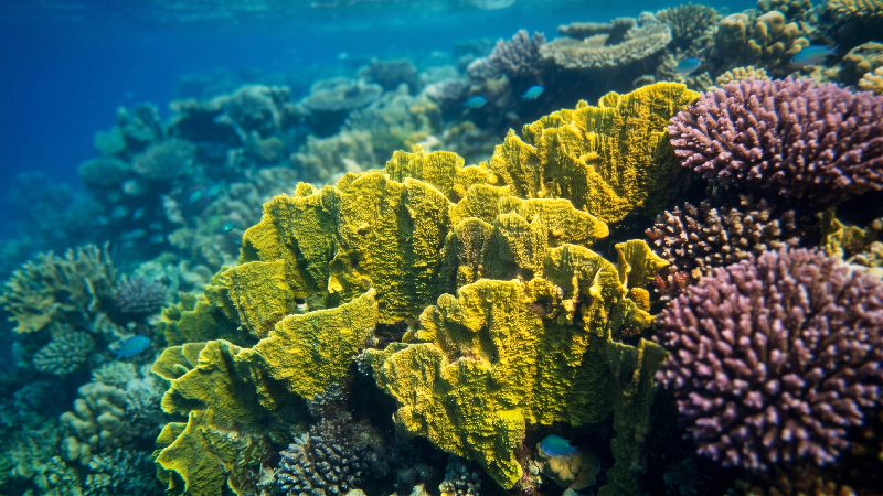 Blade Fire Coral (Millepora platyphylla) - dangerous marine animal in the Red Sea