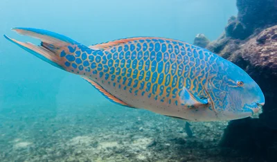 Blue-barred Parrotfish