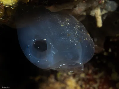 Blue Club Tunicate