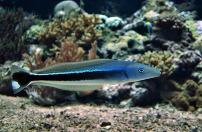 Blue Sandtilefish
