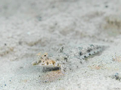Blue-Spotted Dragonet