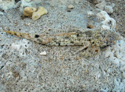 Blue-Spotted Dragonet