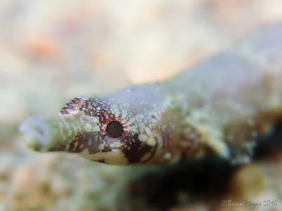 Blue-Spotted Pipefish