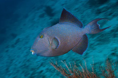 Blue Triggerfish