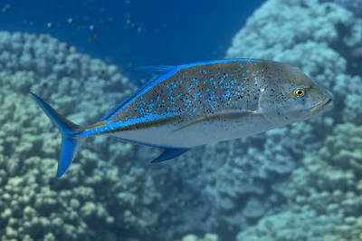 Bluefin Trevally