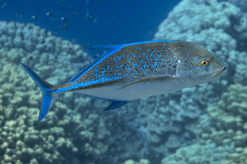 Bluefin Trevally (Caranx melampygus) - dangerous marine animal in the Red Sea