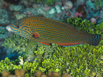 Bluespotted Wrasse