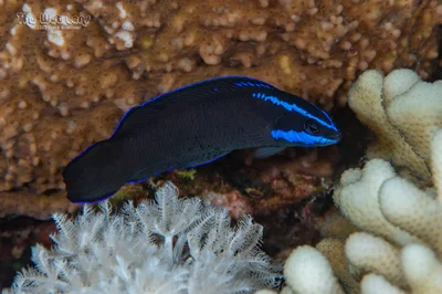 Bluestriped Dottyback