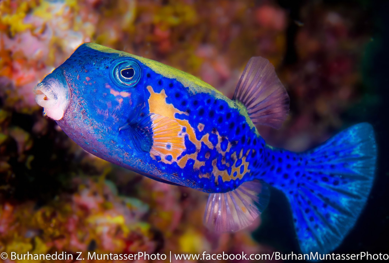 Bluetail Boxfish (Ostracion cyanurus) - dangerous marine animal in the Red Sea