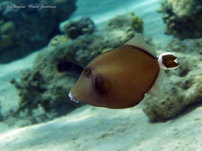 Bluethroat Triggerfish