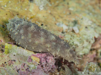 Bottleneck Sea Cucumber