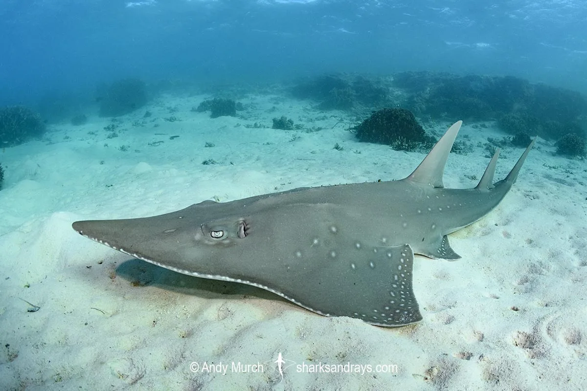 Bottlenose Wedgefish
