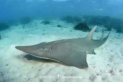 Bottlenose Wedgefish