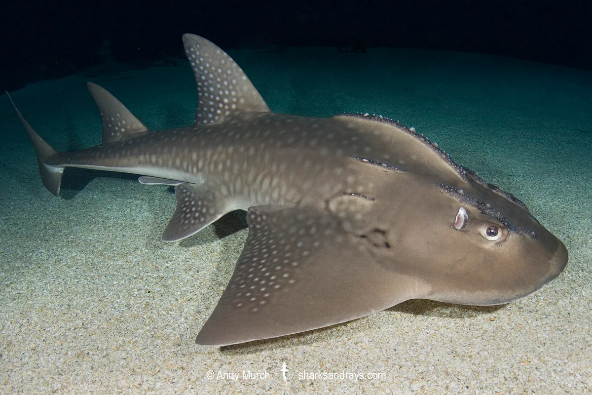 Bowmouth Guitarfish