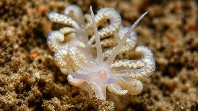 Branched Soft Coral Eater