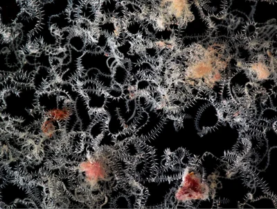 Branching Sponge Worm