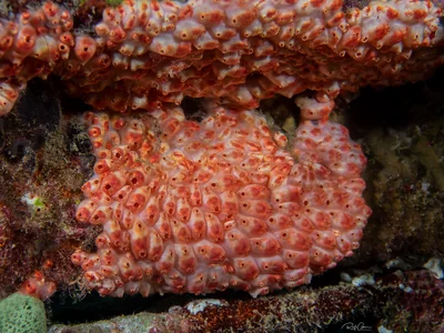 Brick Ascidian
