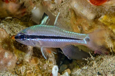 Bridled Cardinalfish