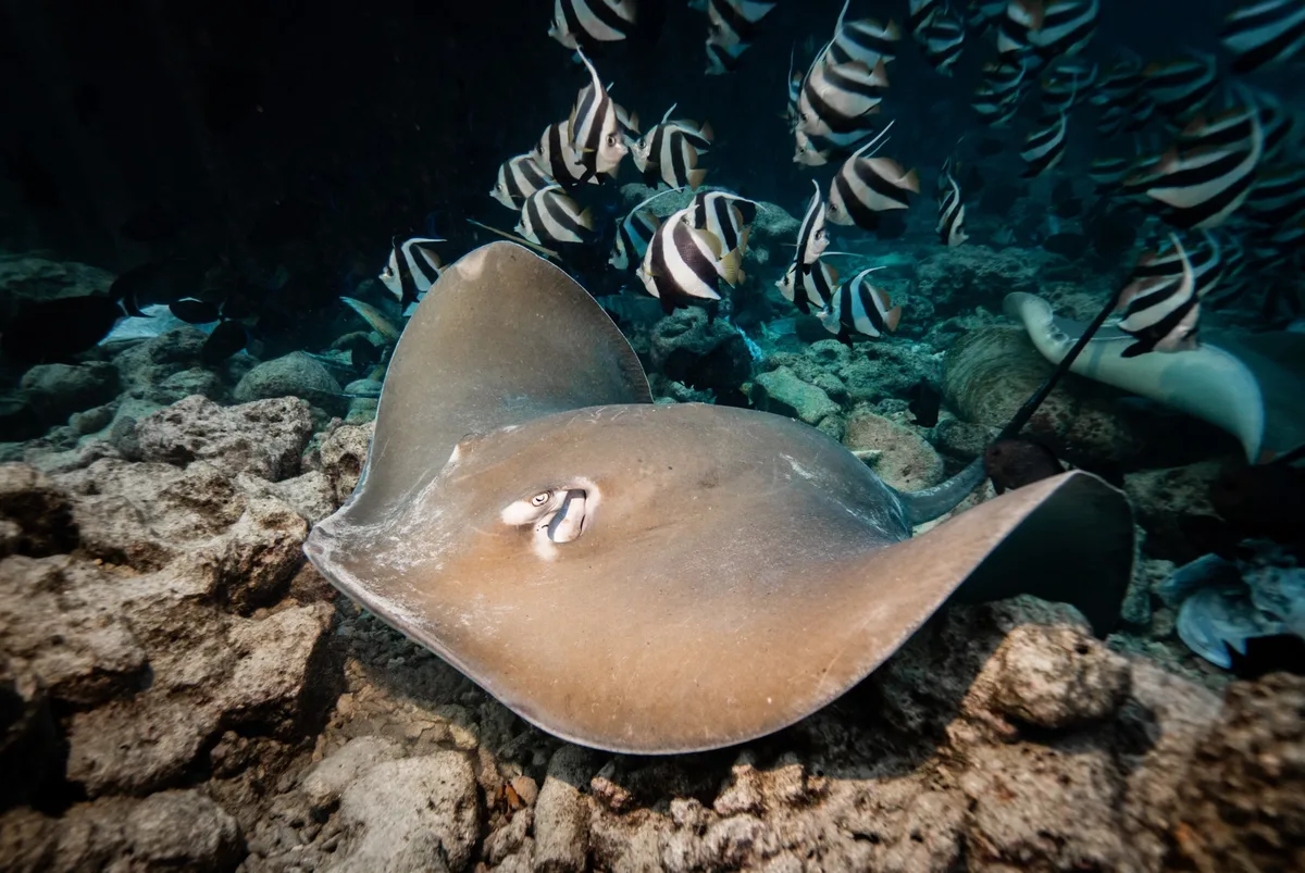Broad Stingray