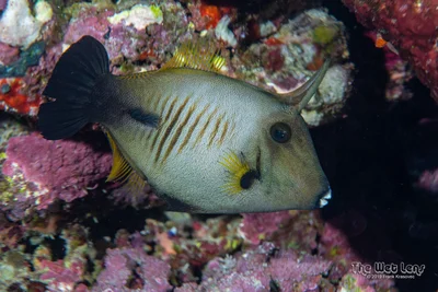 Broom Filefish