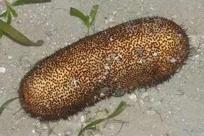 Brown Sandfish