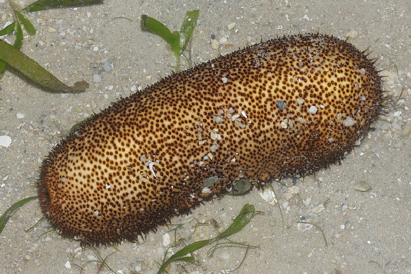 Brown Sandfish (Bohadschia vitiensis) - dangerous marine animal in the Red Sea
