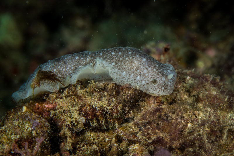 Brown-spotted Sucking Dorid (Dendrodoris albobrunnea) - dangerous marine animal in the Red Sea