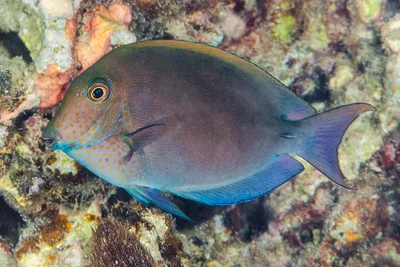 Brown Surgeonfish