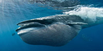 Bryde's Whale