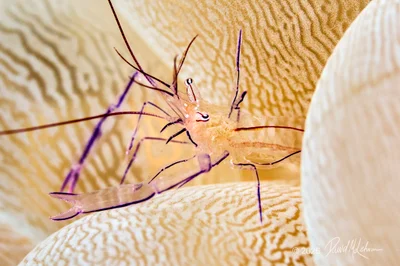 Bubble Coral Shrimp