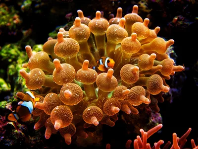 Bubble-tip Anemone