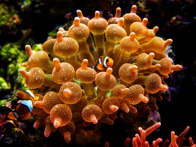 Bubble-tip Anemone (Entacmaea quadricolor) - dangerous marine animal in the Red Sea