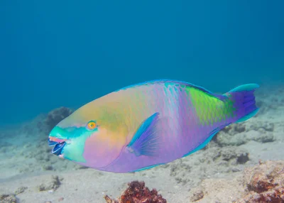 Bullethead Parrotfish