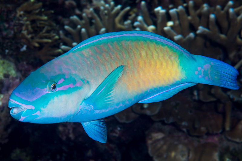 Bullethead Parrotfish