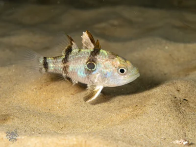 Bullseye Cardinalfish