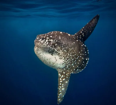 Bumphead Sunfish
