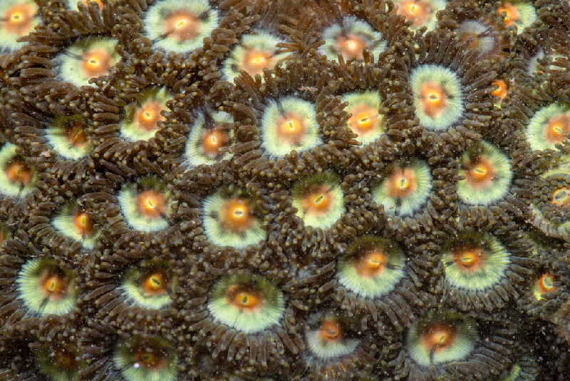 Button Polyp (Zoanthus sansibaricus) - dangerous marine animal in the Red Sea