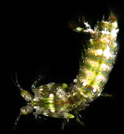 Caldwell's Mantis Shrimp