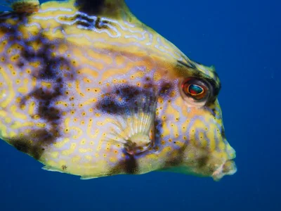 Camel Cowfish