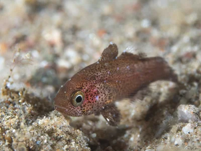 Camouflage Cardinalfish