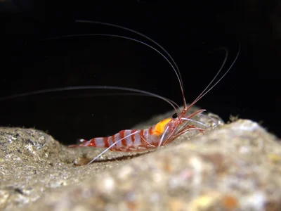 Candycane shrimp