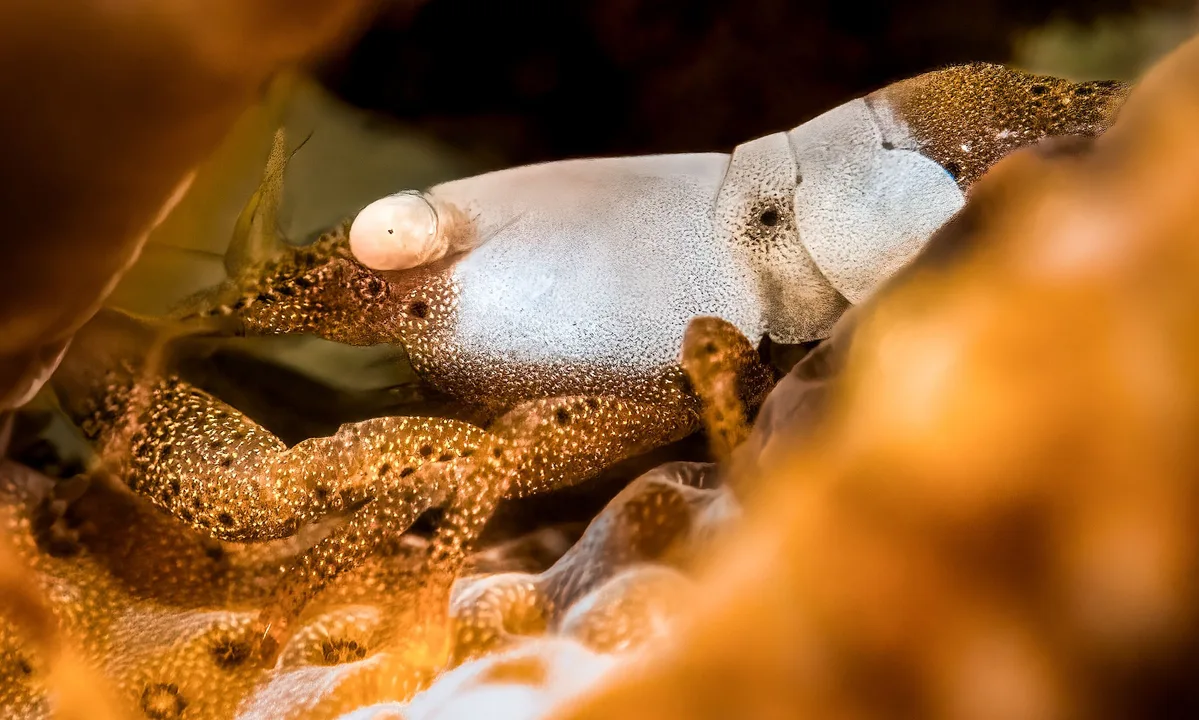 Caridean Shrimp
