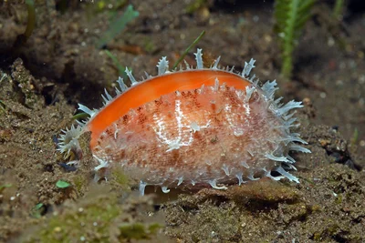 Carnelian Cowrie