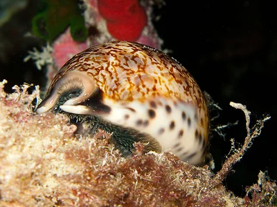 Caurica Cowrie