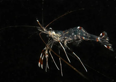 Cave Cleaner Shrimp